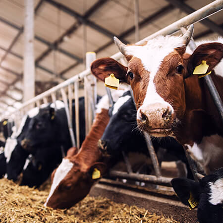 Animal Nutrition